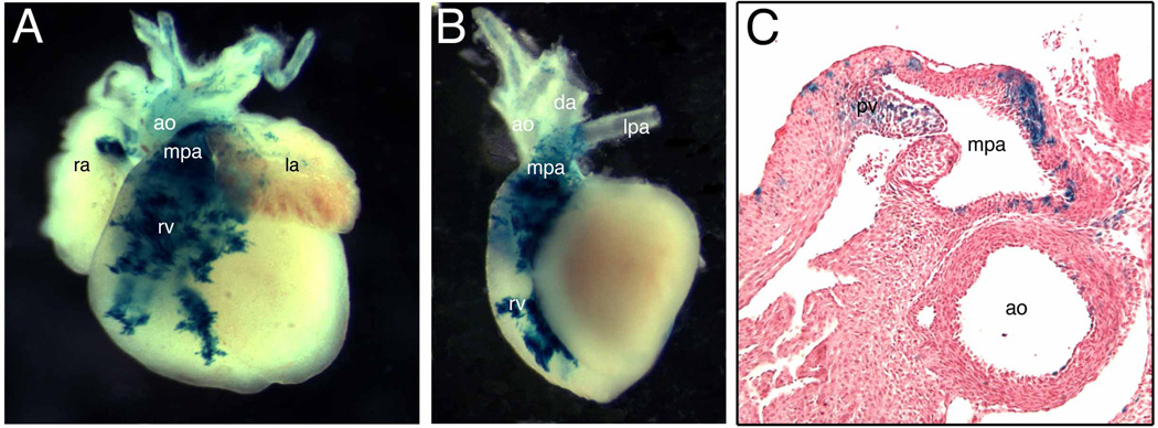 Fig. 5