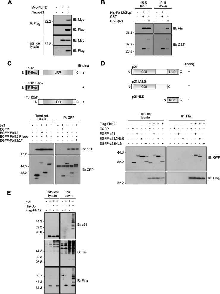 FIG 1