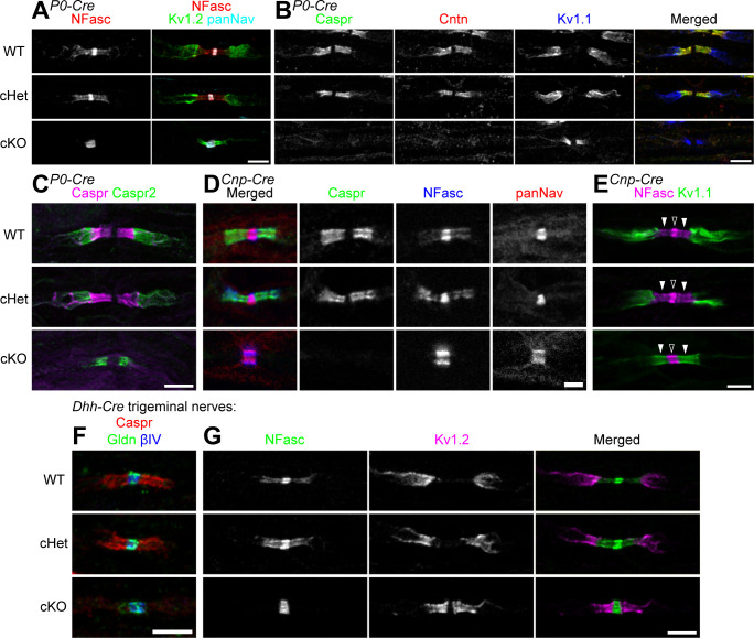 Figure 2—figure supplement 1.