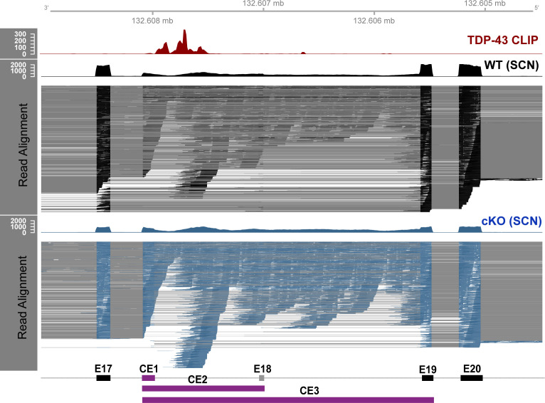 Figure 6—figure supplement 2.