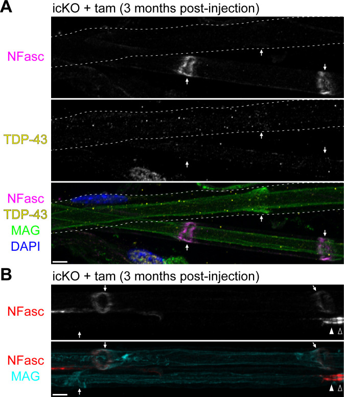 Figure 7—figure supplement 1.