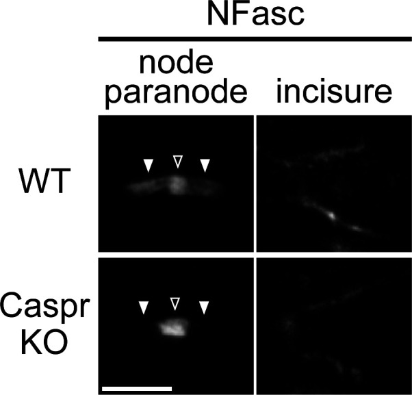 Figure 5—figure supplement 1.