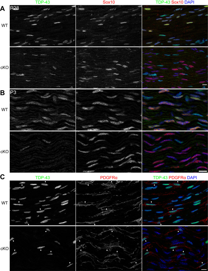 Figure 1—figure supplement 1.