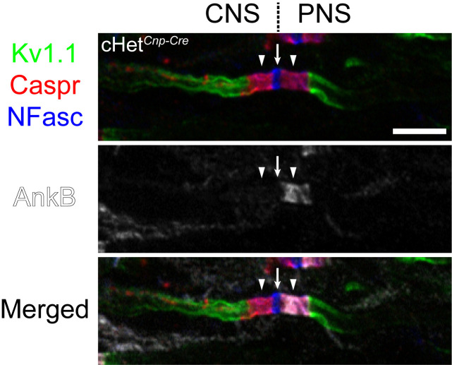 Figure 3—figure supplement 1.