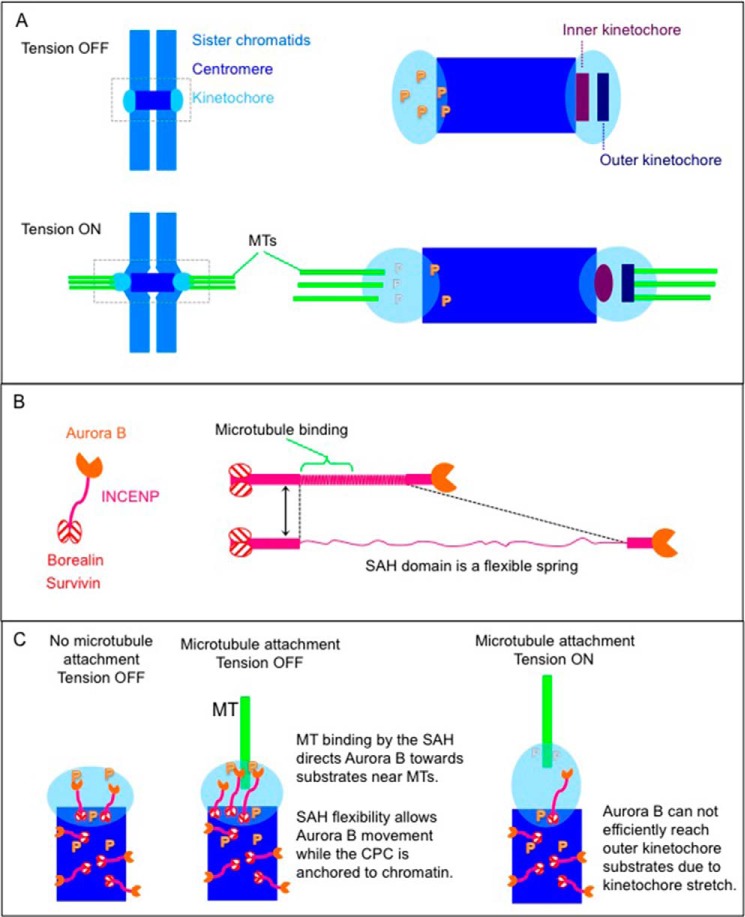 FIGURE 7.