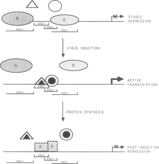 graphic file with name pnas01045-0013-a.jpg