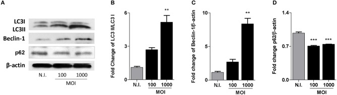 B. Abortus Modulates Osteoblast Function Through the Induction of ...