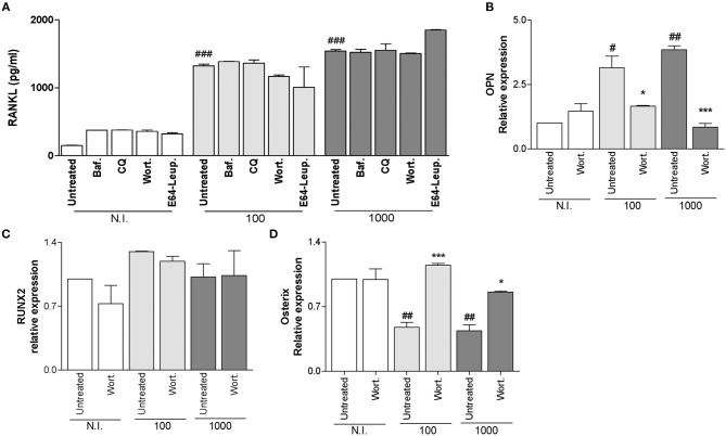 B. Abortus Modulates Osteoblast Function Through the Induction of ...