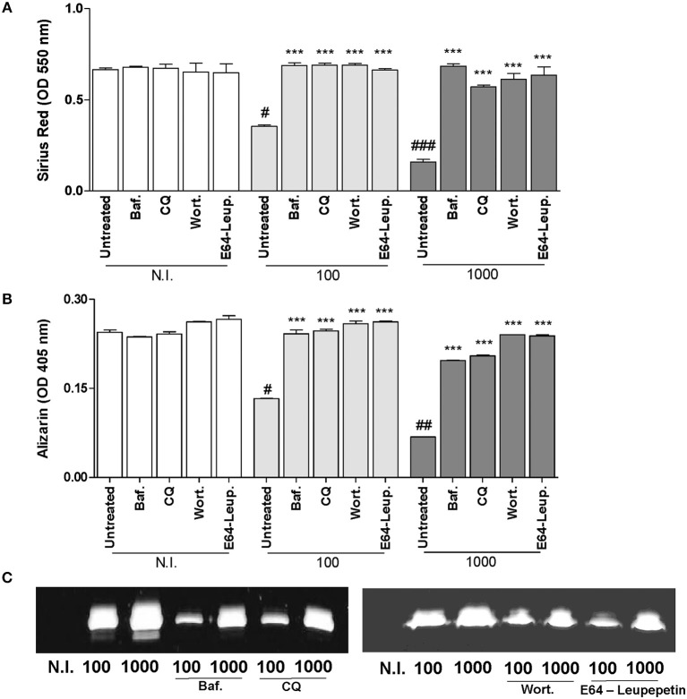 B. Abortus Modulates Osteoblast Function Through the Induction of ...