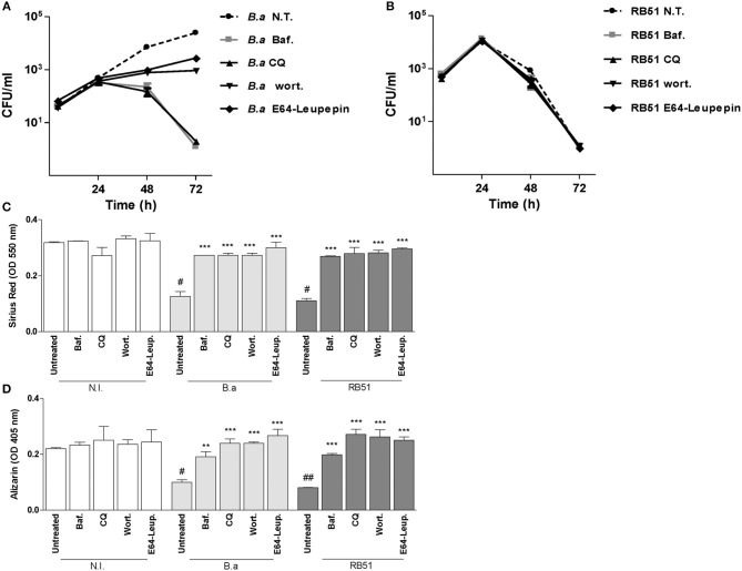 B. Abortus Modulates Osteoblast Function Through The Induction Of 