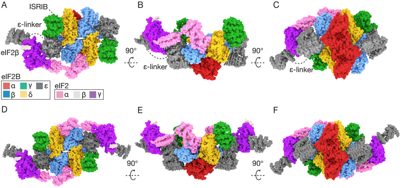 Structural basis of eIF2B-catalyzed nucleotide exchange and ...