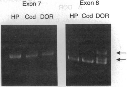 graphic file with name pnas01128-0305-a.jpg