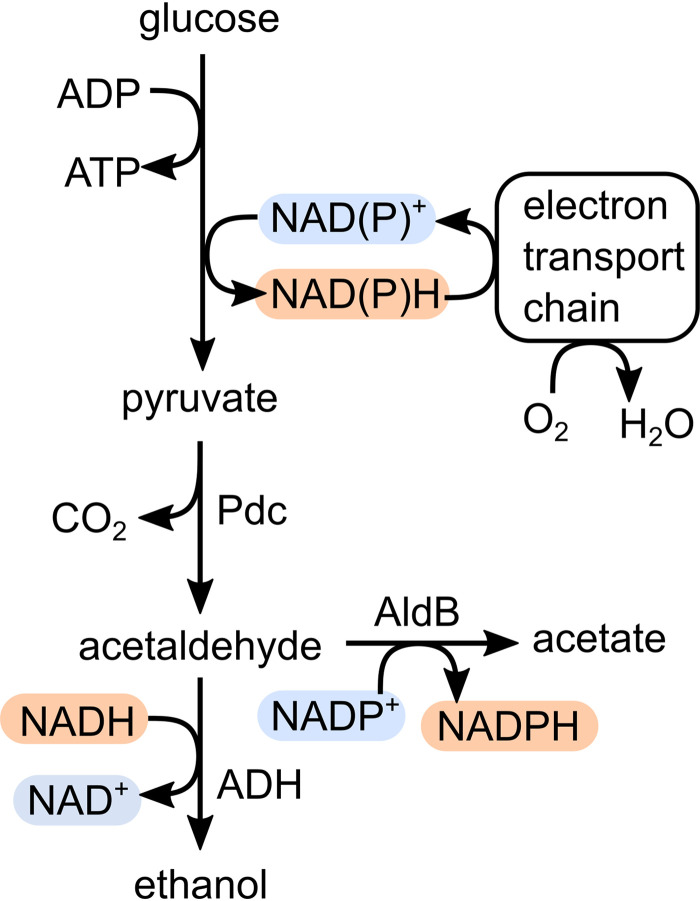 FIG 1