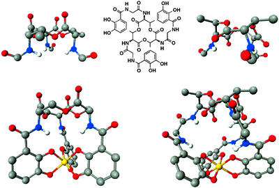 Enterobactin: An archetype for microbial iron transport - PMC