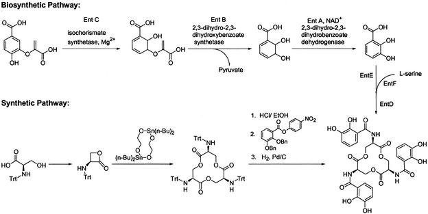 Enterobactin: An archetype for microbial iron transport - PMC