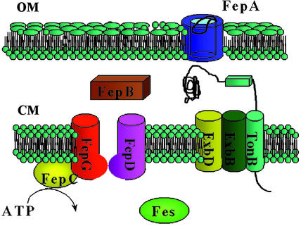 Enterobactin: An archetype for microbial iron transport - PMC