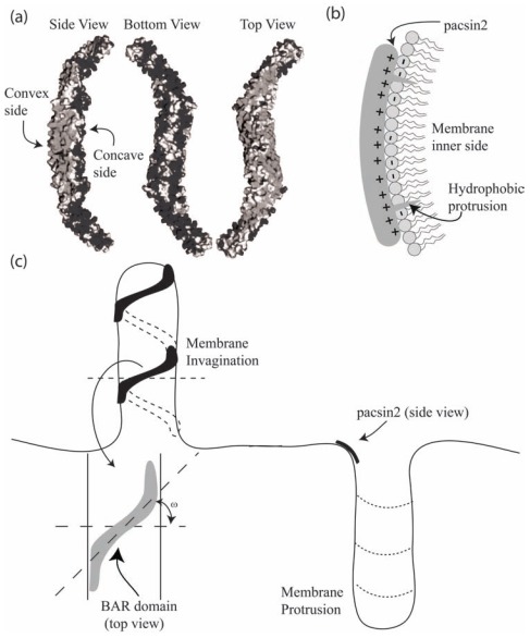 Fig. (1)