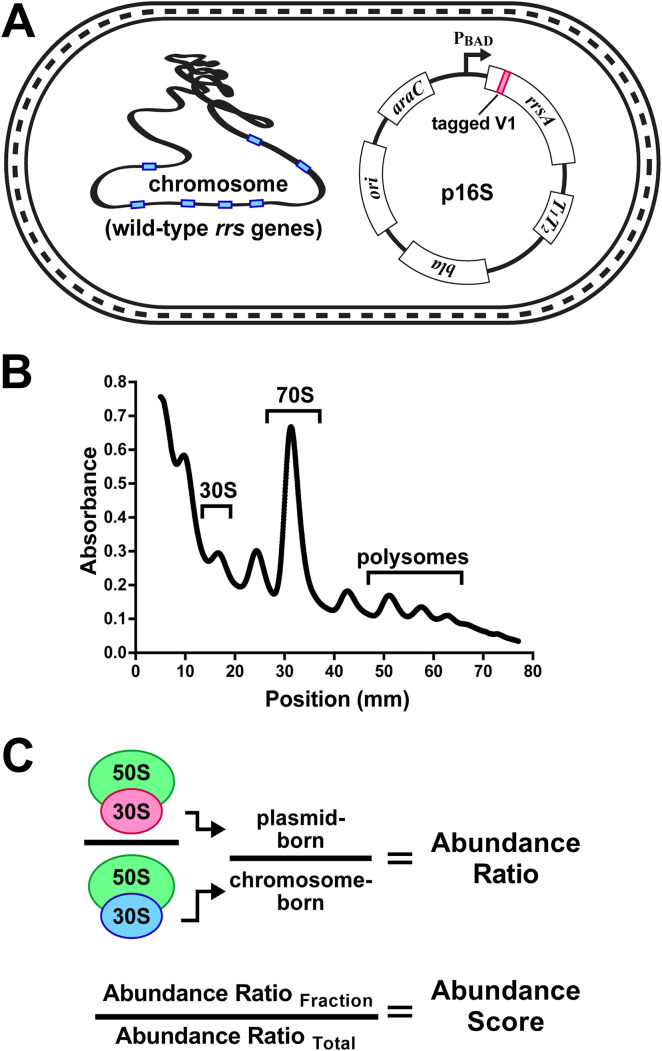 FIG 3