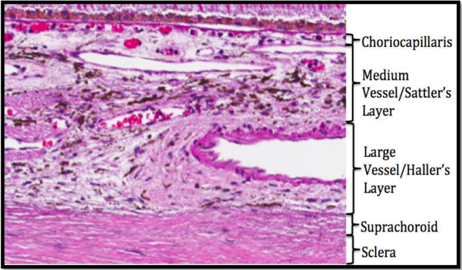 Fig. 1