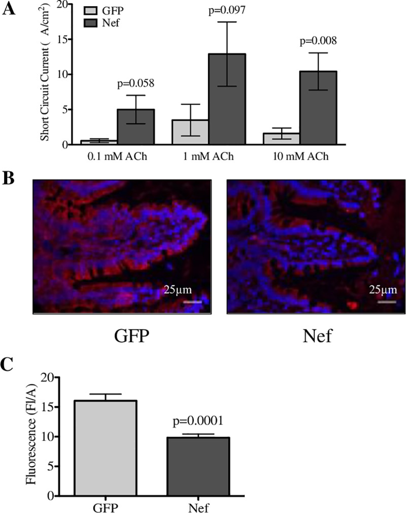 Fig 5