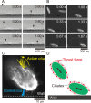 Figure 3