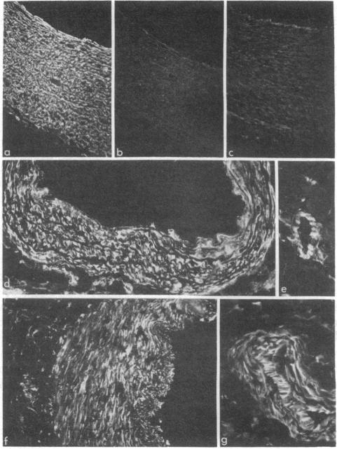 graphic file with name pnas00652-0323-a.jpg