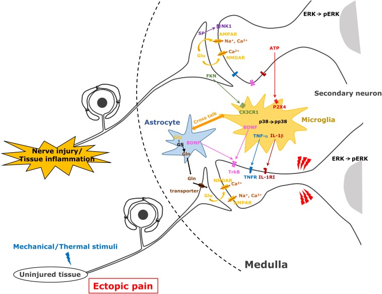 FIGURE 2