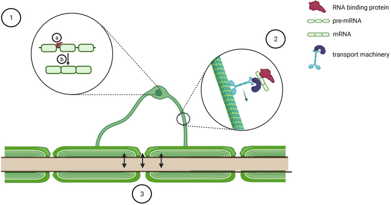 FIGURE 2