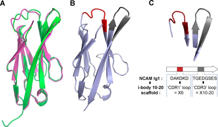 FIGURE 1.