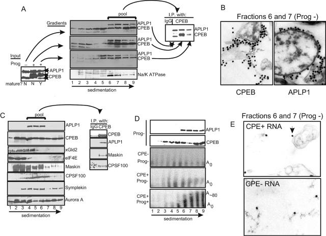 FIG. 4.