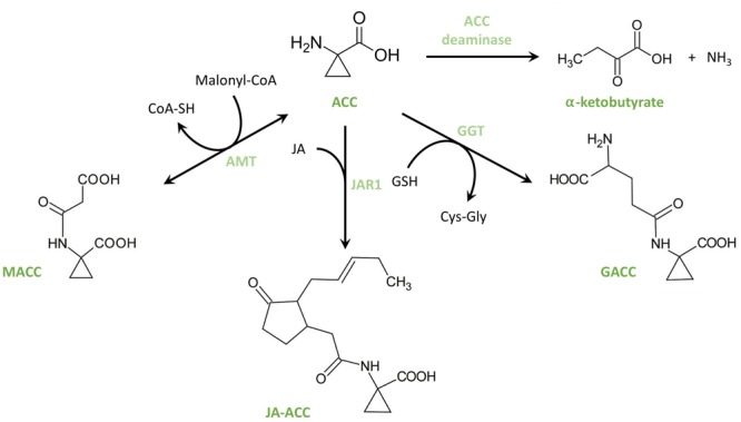 FIGURE 4