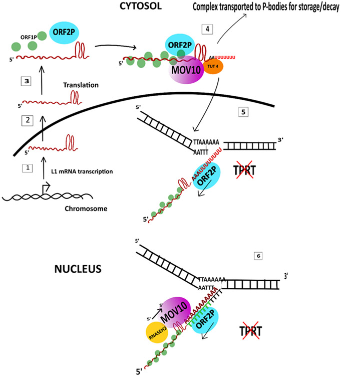 Figure 5: