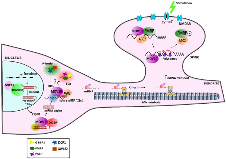 Figure 4: