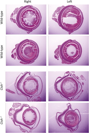 Figure 5