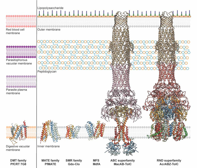 graphic file with name nihms-1697382-f0001.jpg