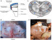 A visual compilation of images, including diagrams and surgical samples, showing the meniscotibial ligament complex (MTLC) and related anatomical structures for biomechanical testing