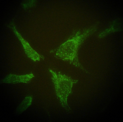 Fig. 1
