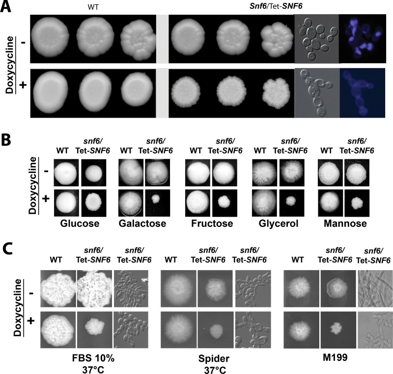 FIG 3 