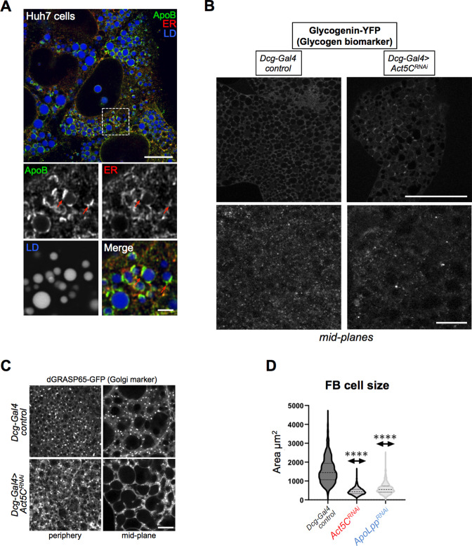 Figure 9—figure supplement 1.