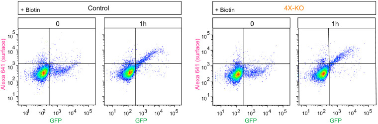 Figure 6—figure supplement 1.