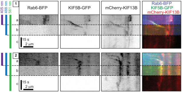 Figure 4—figure supplement 1.