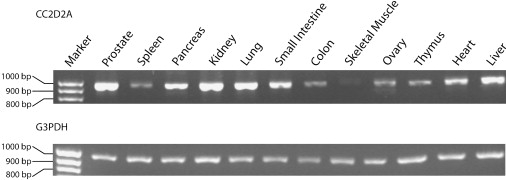 Figure 4