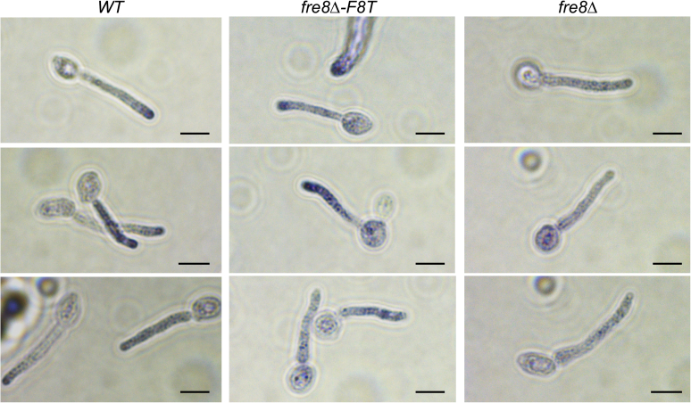 Fig. 2