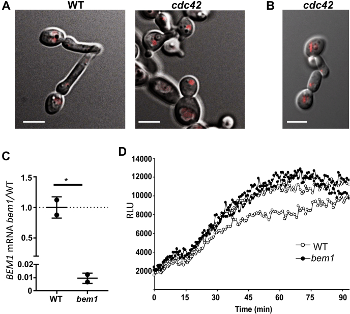 Fig. 10