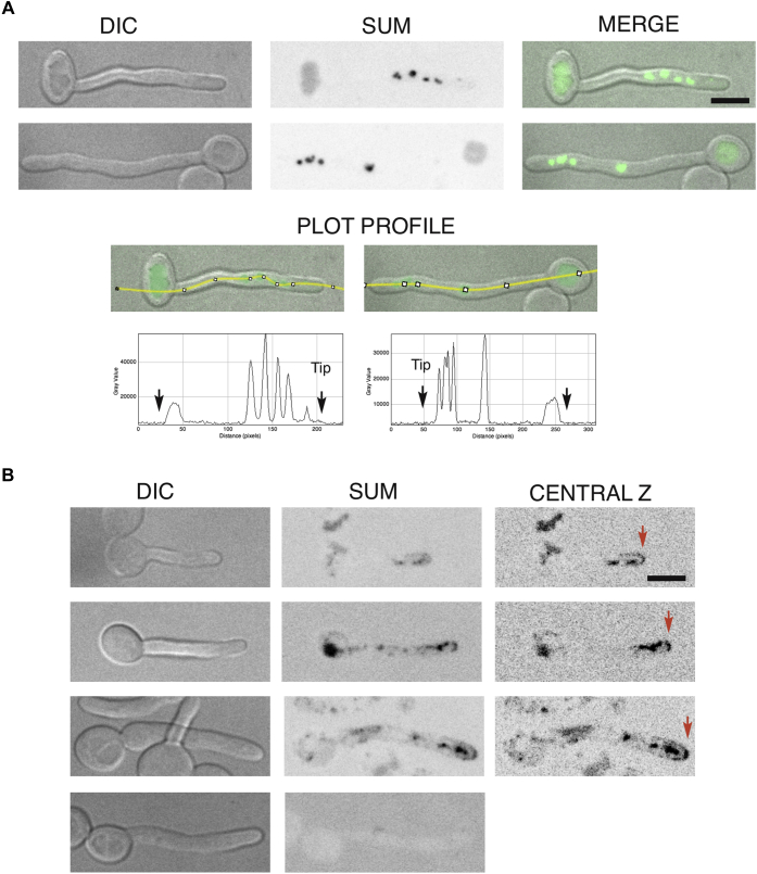 Fig. 4