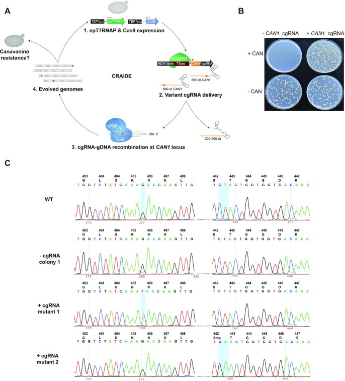 Figure 3.