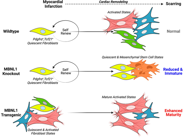 graphic file with name nihms-1782122-f0008.jpg