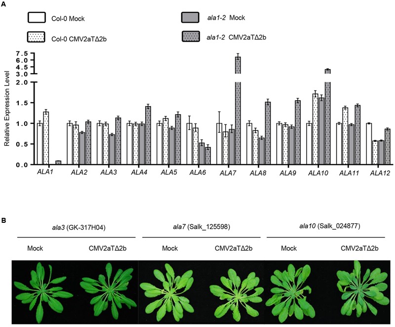 FIGURE 6