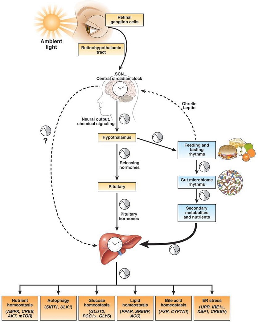 Figure 1: