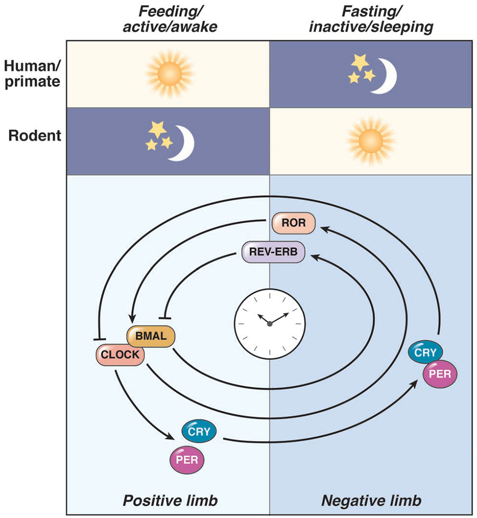 Figure 2: